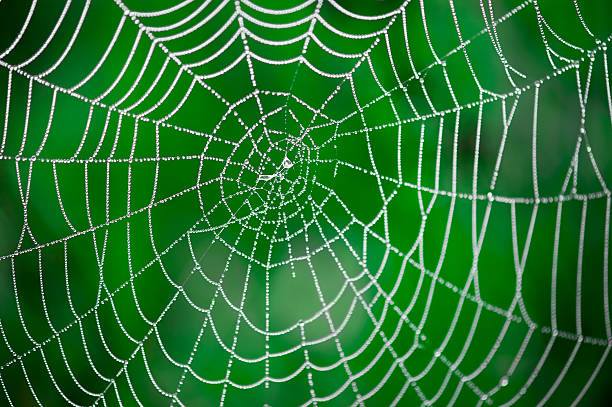 The Spider
